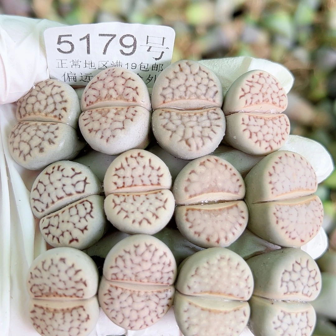 5179 好养易活生石花大母本12个2cm左右