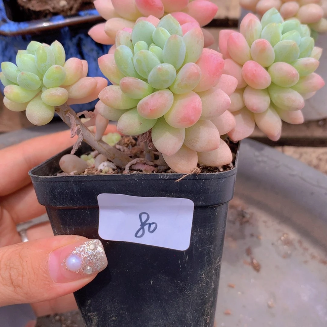 无花朵多肉植物 80