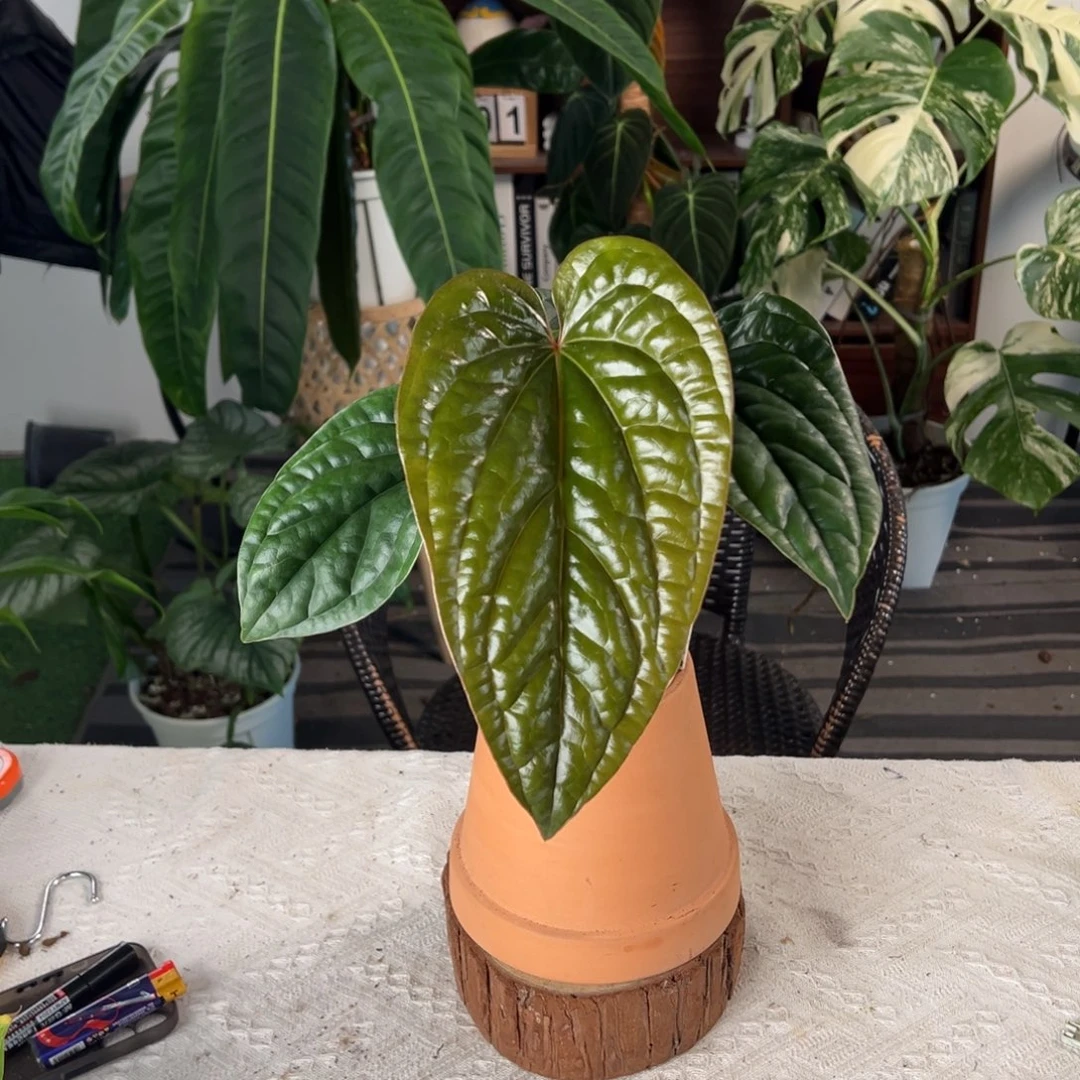 完全开放进口原桩恶魔花烛