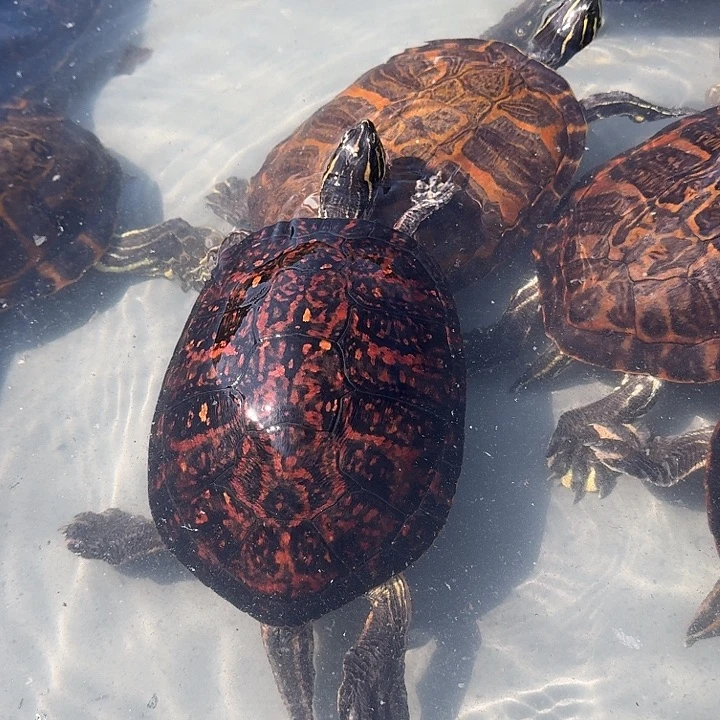 绿毛龟母冷水外塘火焰龟一拍一物专属链接