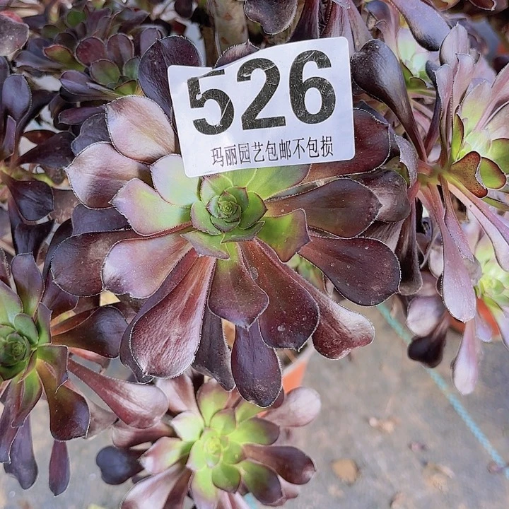 【闪购商品】懵**年526原叶2-12