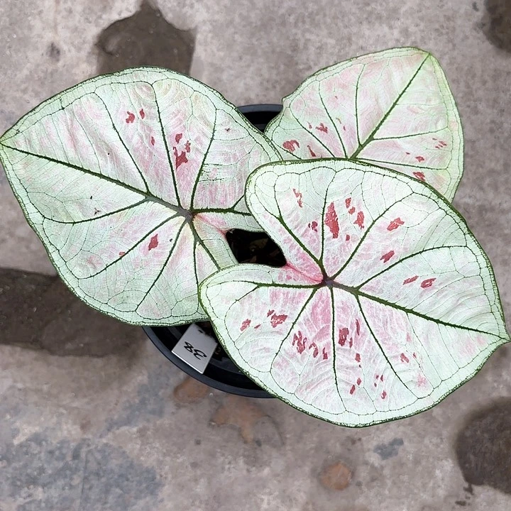 矿*38-0208珠光草莓彩叶芋广东现货