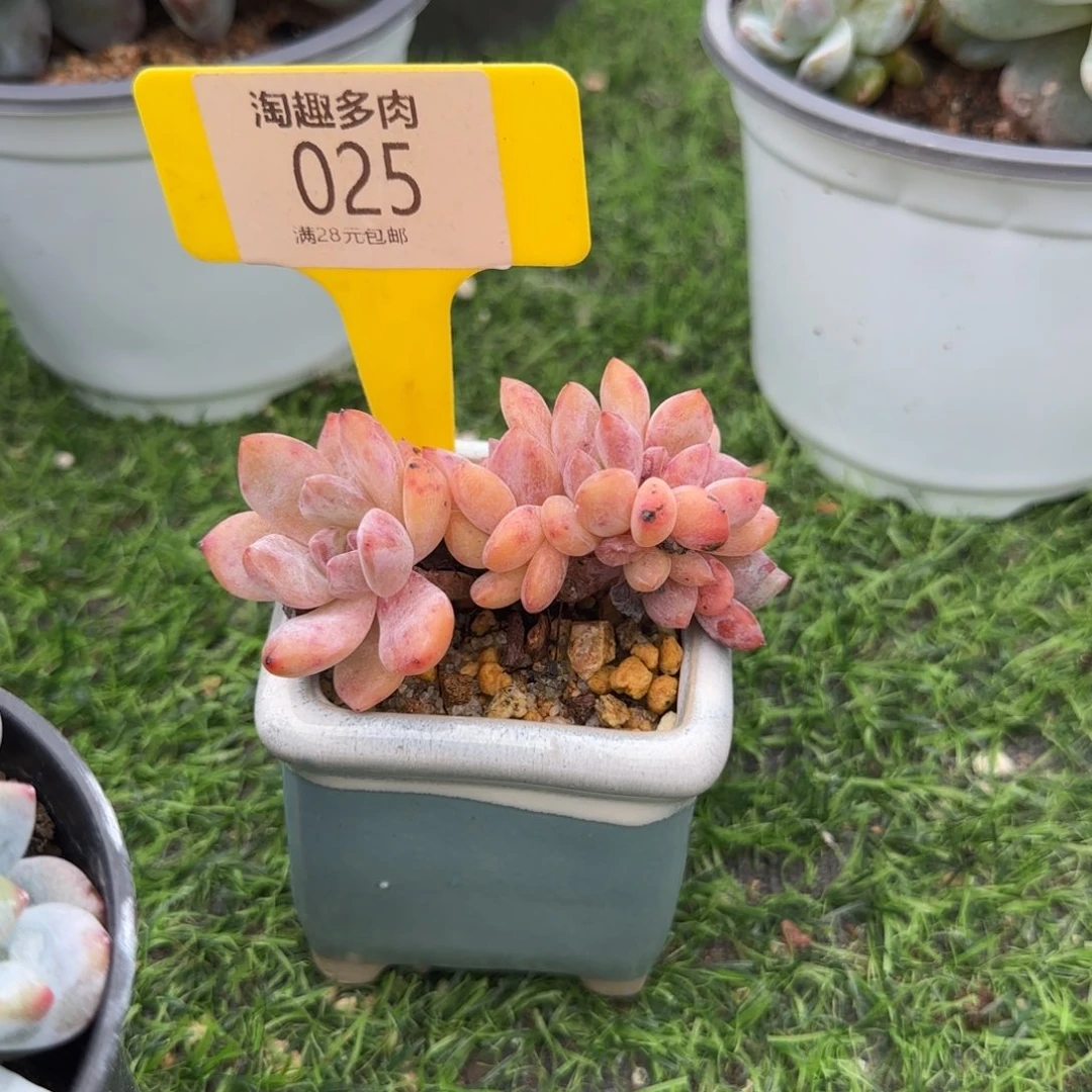 双***座多肉植物石榴籽朵朵瑞