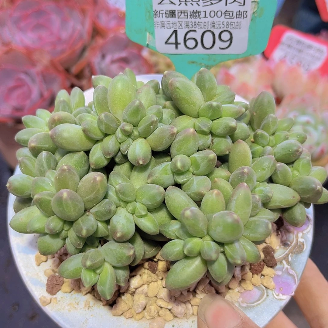 4609千代田缀 多肉植物