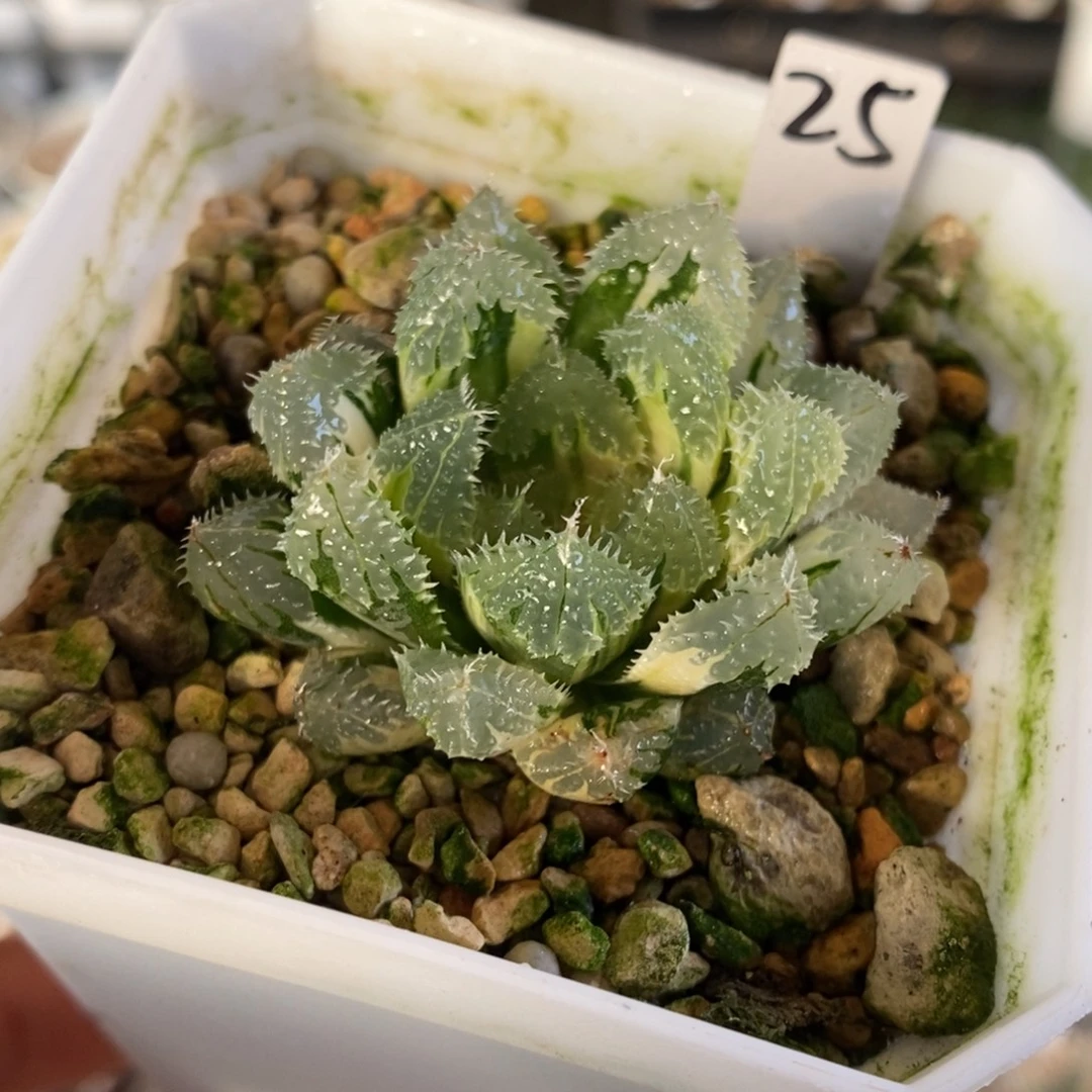 25号玄冰玉露锦多肉