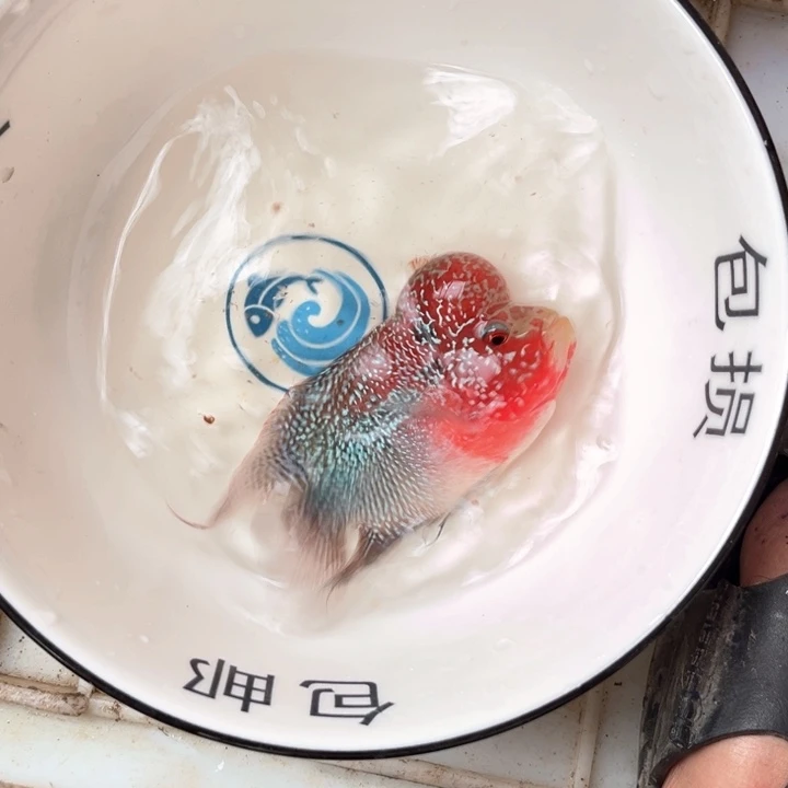 罗汉鱼018///////////