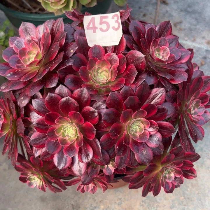 453安娜20厘米左右