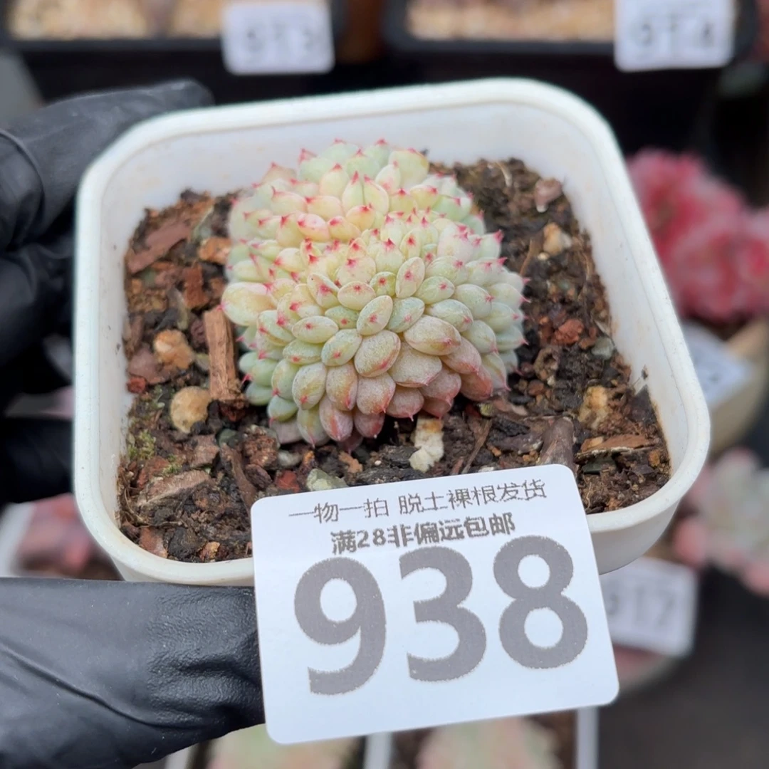 白胖子缀无盆土发货