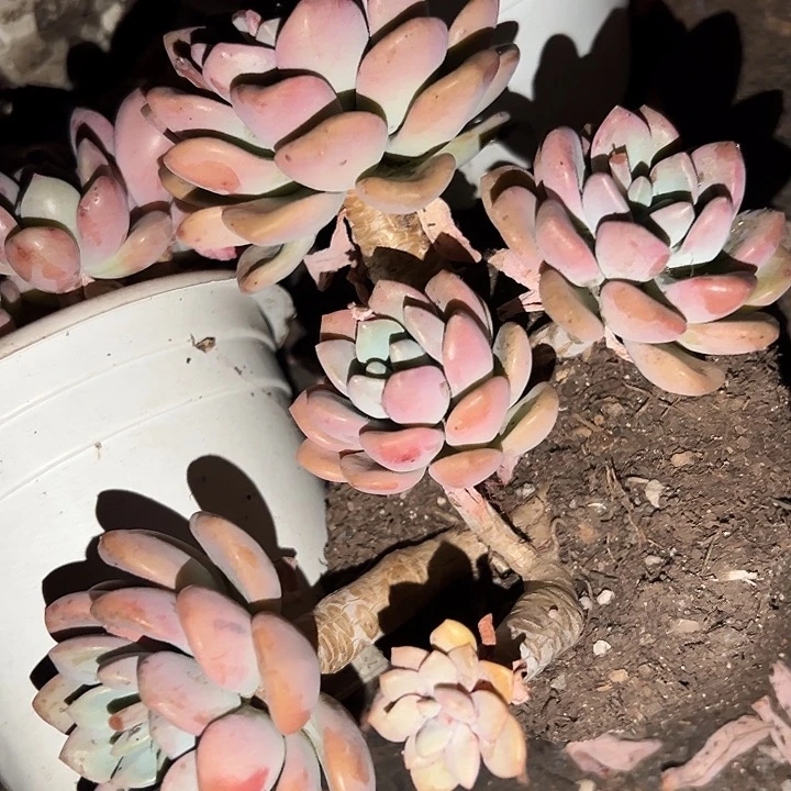 无花朵精品白鹭。