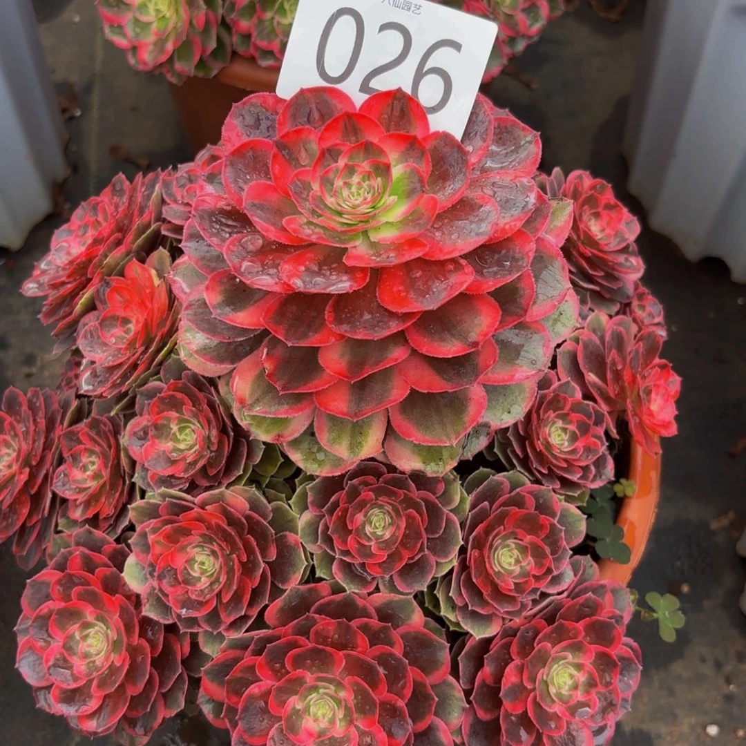 026多肉植物克拉恋人