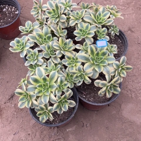 影***子171多肉植物组合，