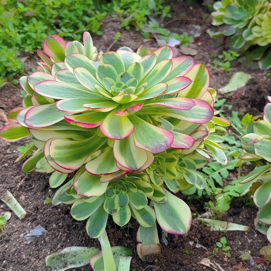 奶白多肉植物手捧