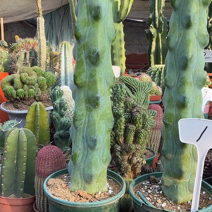 大号圣诞树一物一拍