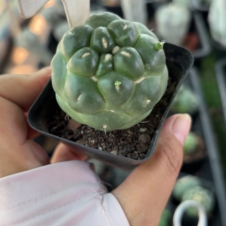 9996无刺象牙好养