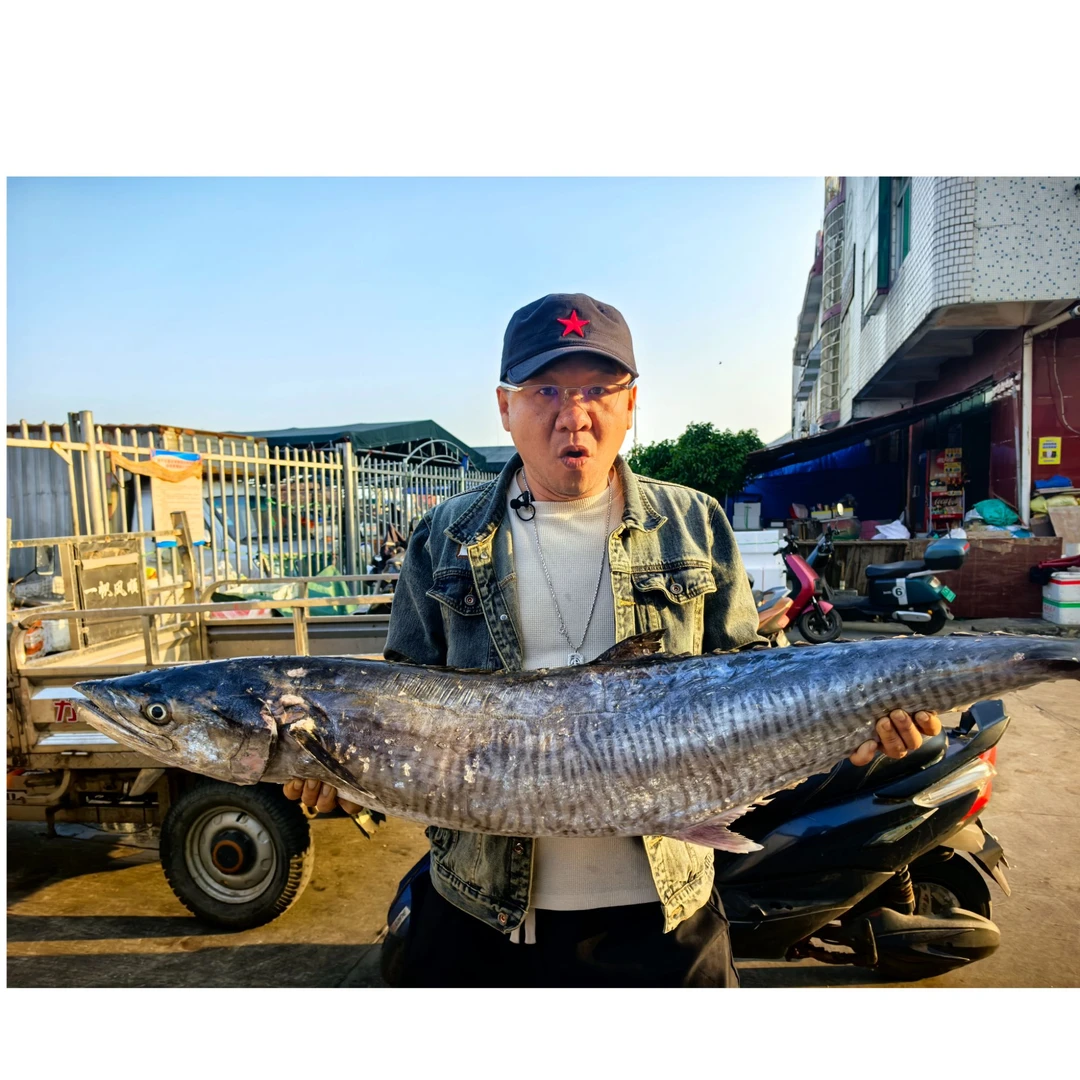 海南本港康氏马鲛鱼圆鲛渔民手捕马鲛鱼半条