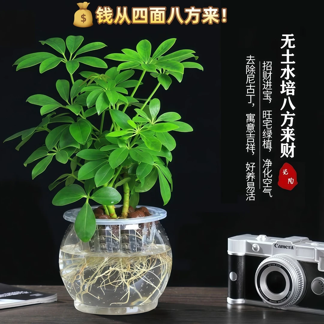 新款精选八方来财小盆栽招财树室内鲜活好养发财水培阳台鸭脚木