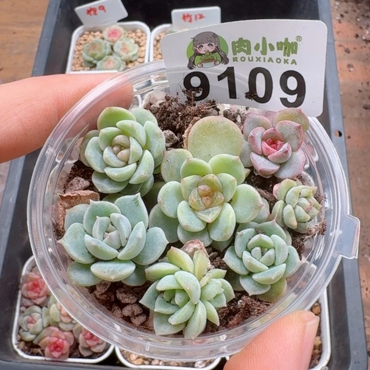 叶*?多肉植物多肉植物