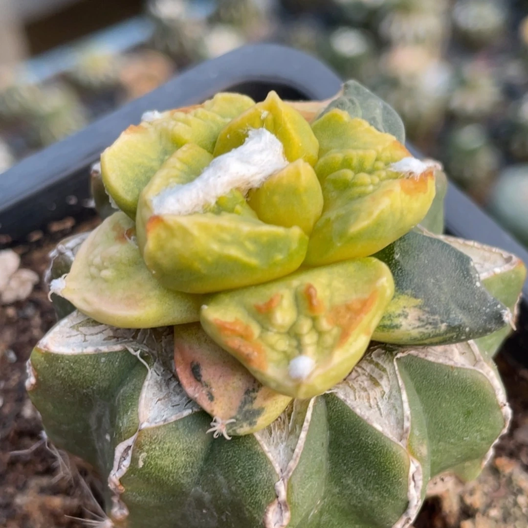 全部花朵拉丝锦029 仙人球