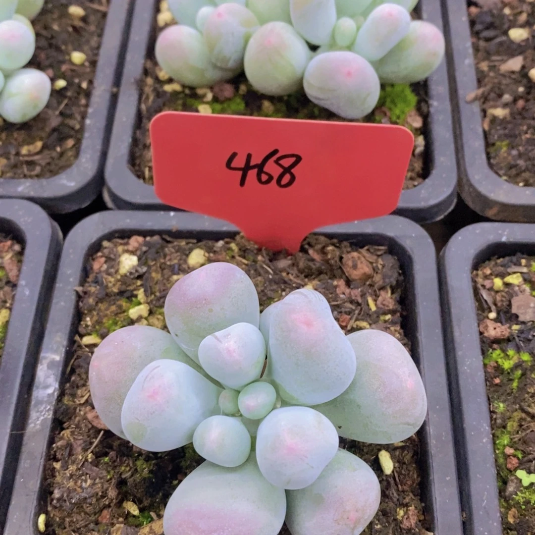 开心多肉，一物一拍，8.17