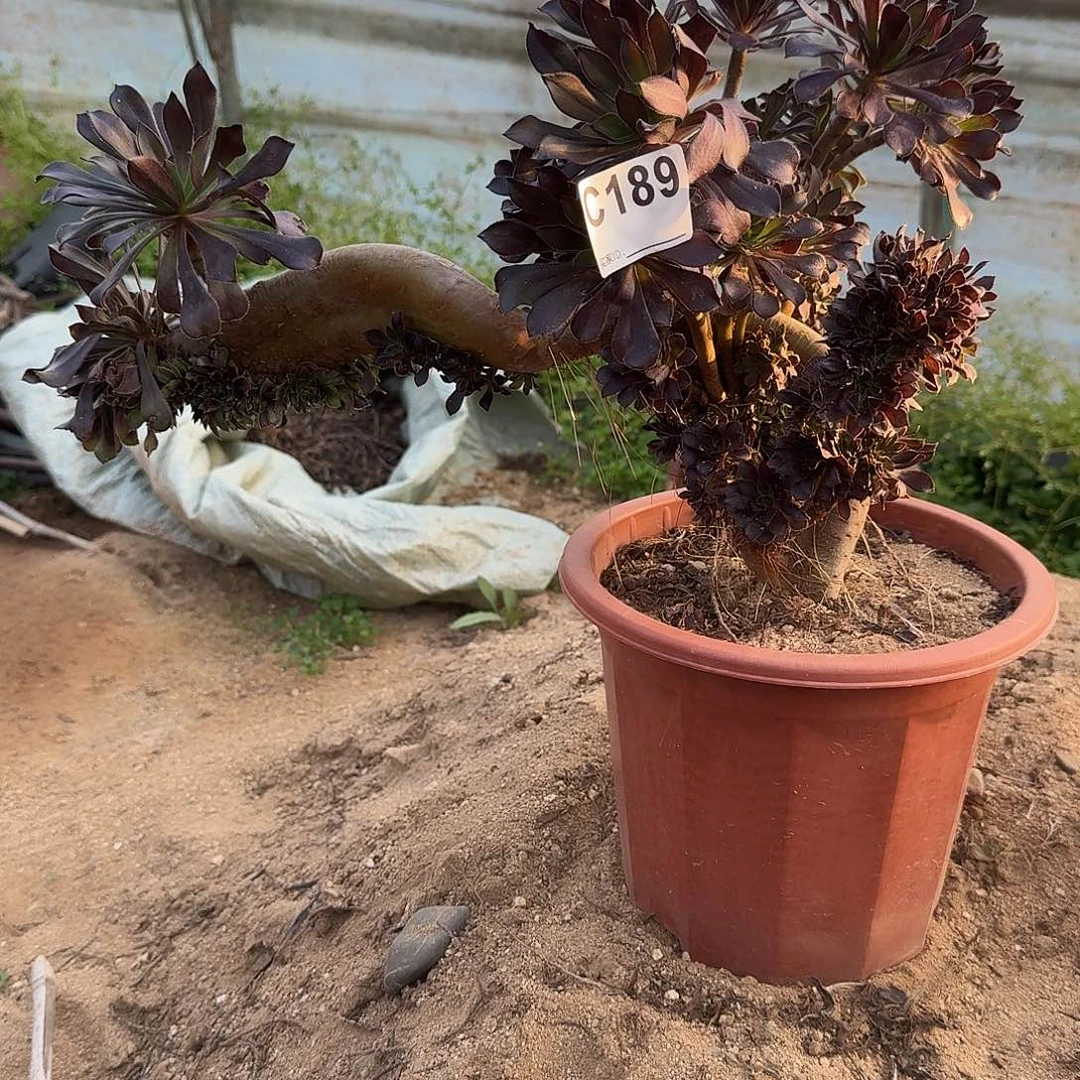189黑法师有伤一颗呀
