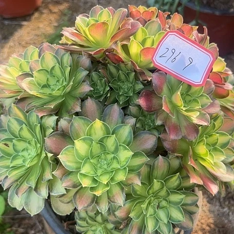 多肉植物韶华296