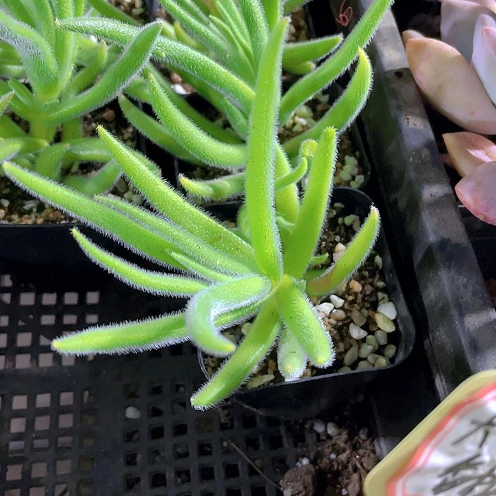 银狐之尾2.8带盆土