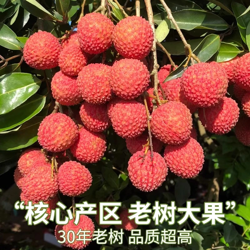 高端品种1/3/5斤广东桂味荔枝新鲜水果礼盒白糖现摘增孕妇城整箱