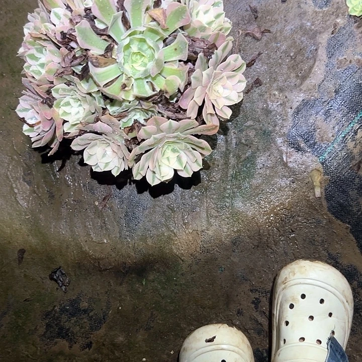 多肉植物链接39号