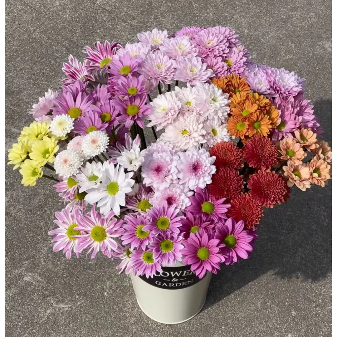 YZ【混色小雏菊10支】全场任意满两单鲜花升级快递