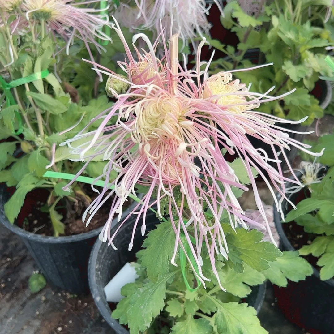 完全开放盘龙卓越土球发