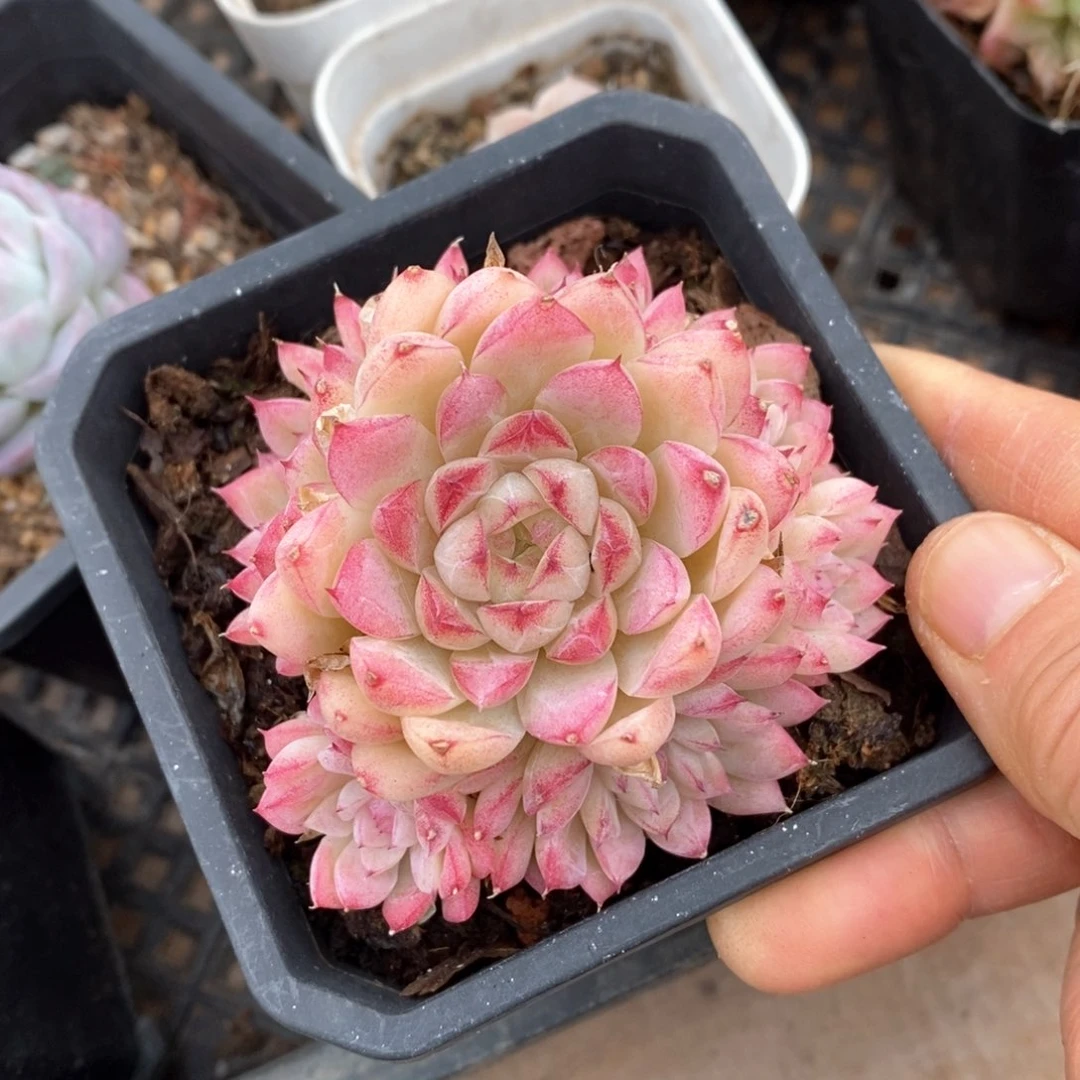 精品多肉一物一拍不包整103