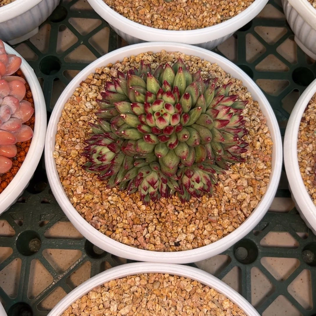 憧***花二代虞美人多肉植物