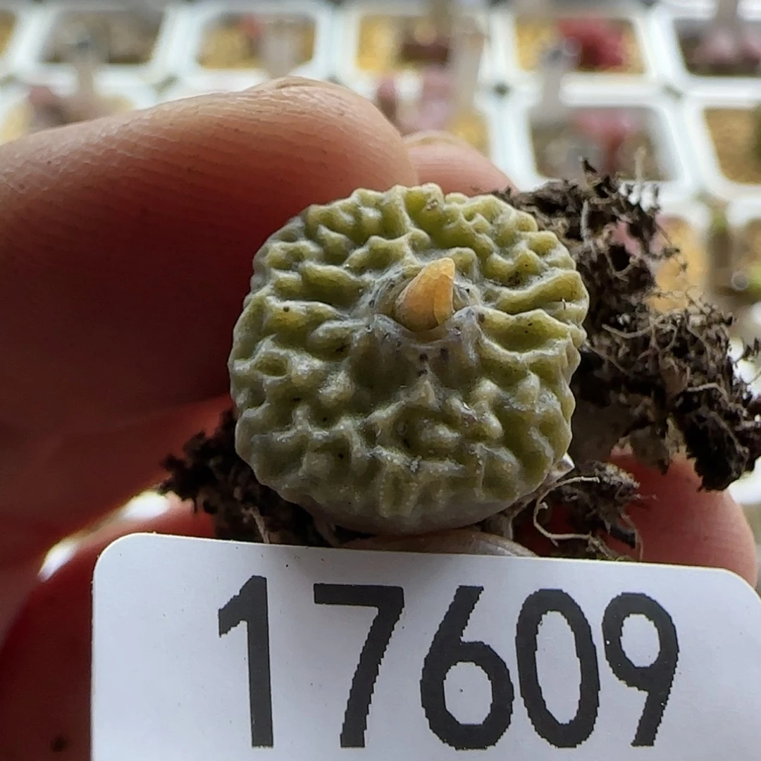 【闪购商品】17609超烧精选