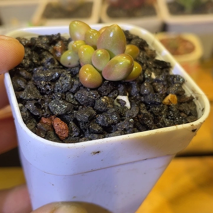 芒果奶锦917号的啊啊啊多肉啊啊啊