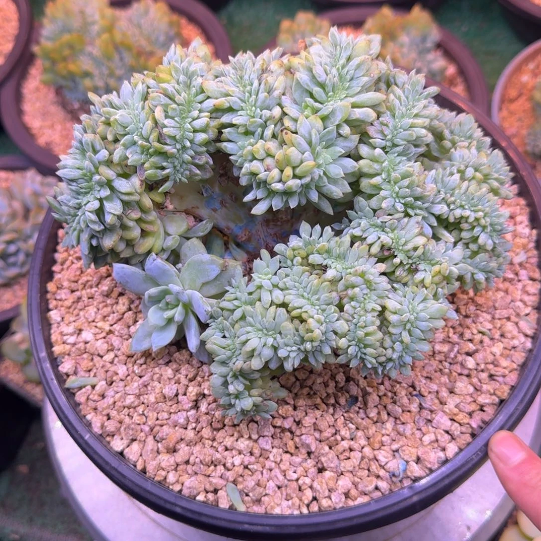 星影树缀无砍多肉