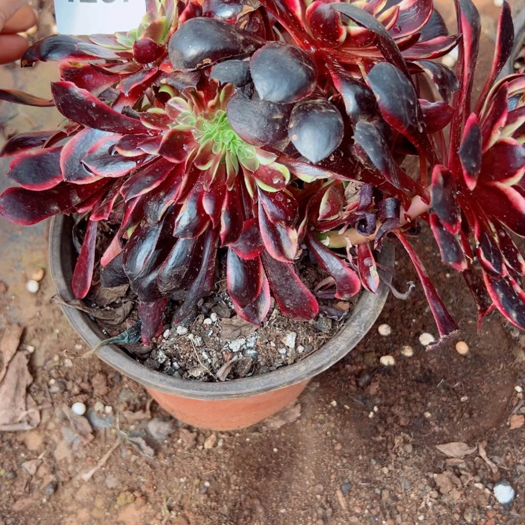 我1267 号多肉法师新年特价