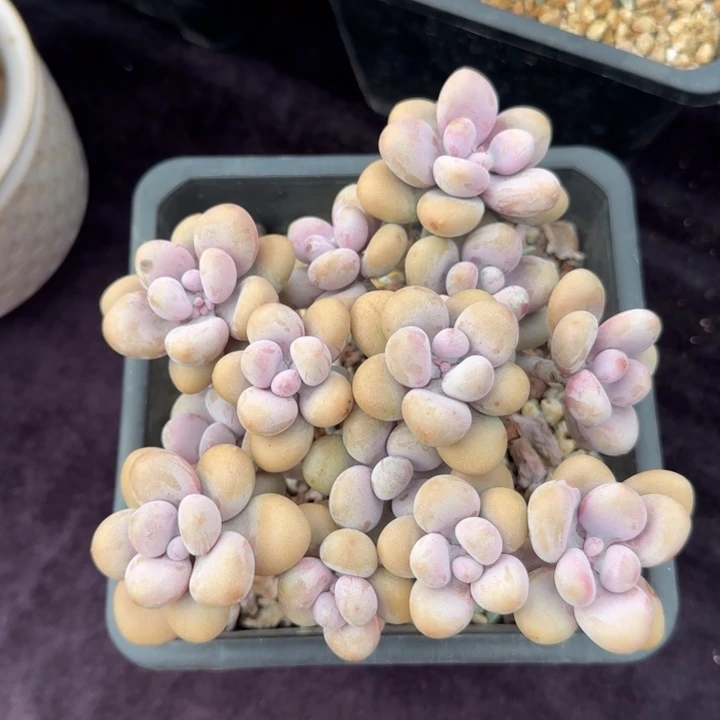 14厘米左右一物一拍的