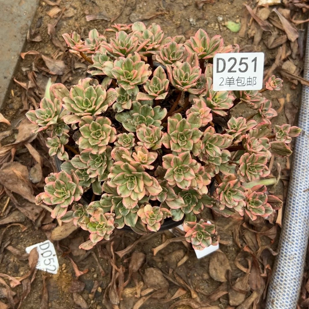 251多肉   甜茶不包断头