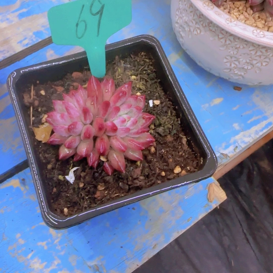 t***b69多肉植物一物一拍