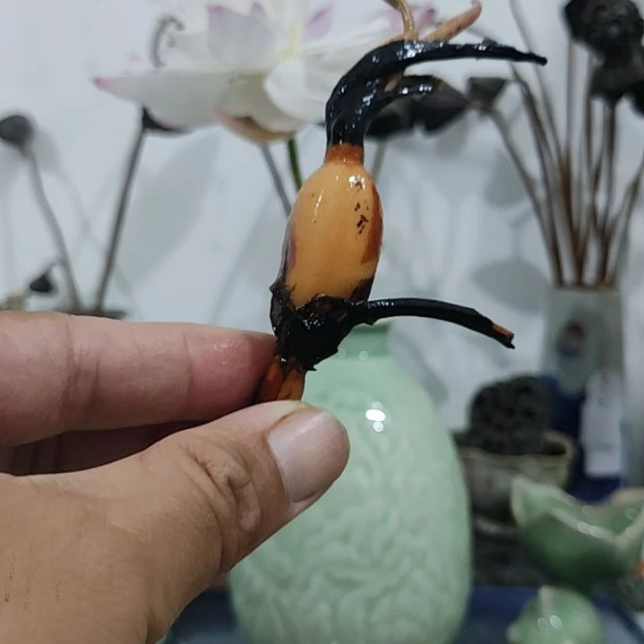 当前无花栽培后可以开花☆下播福利:火红1支