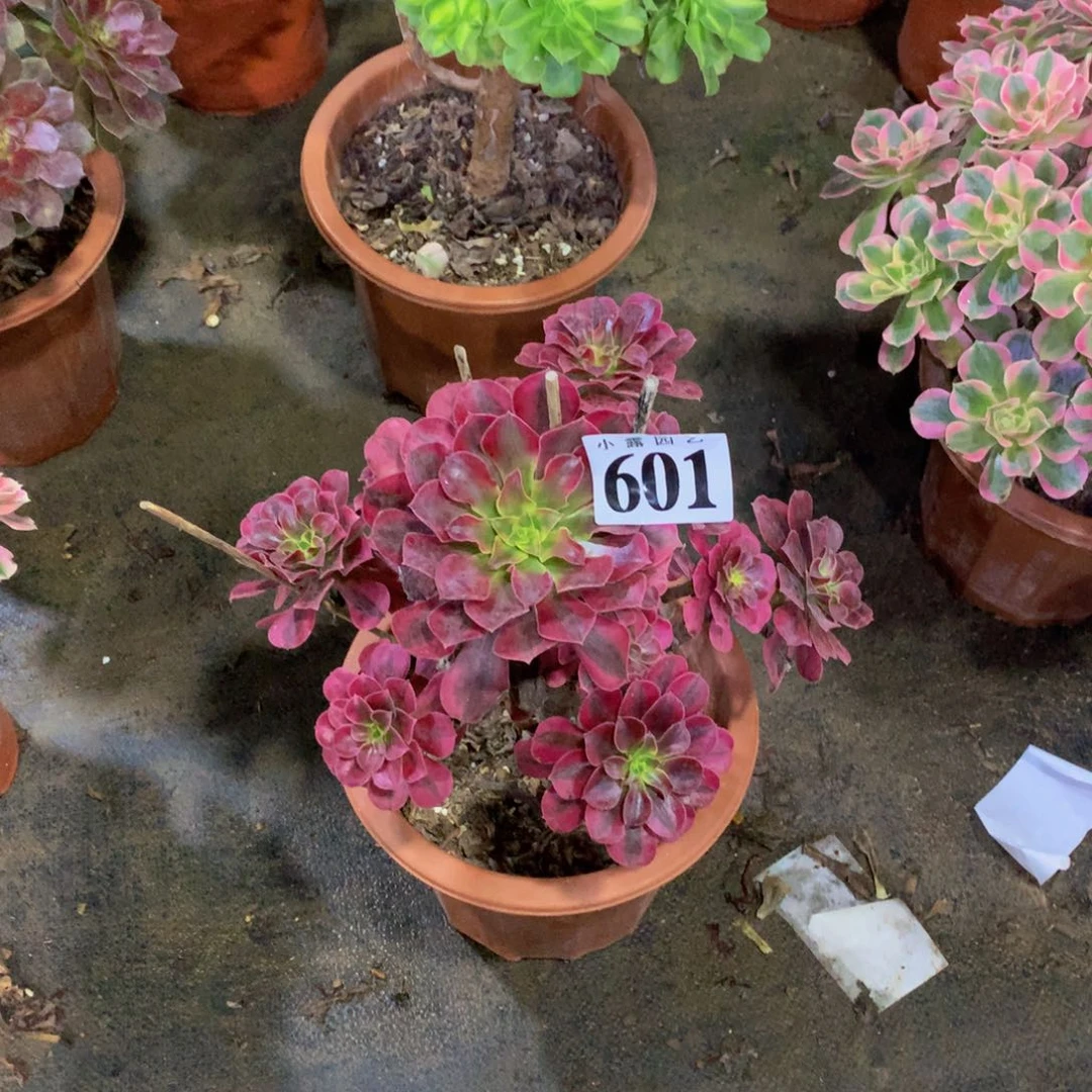 一**香多肉植物601美杜莎888888