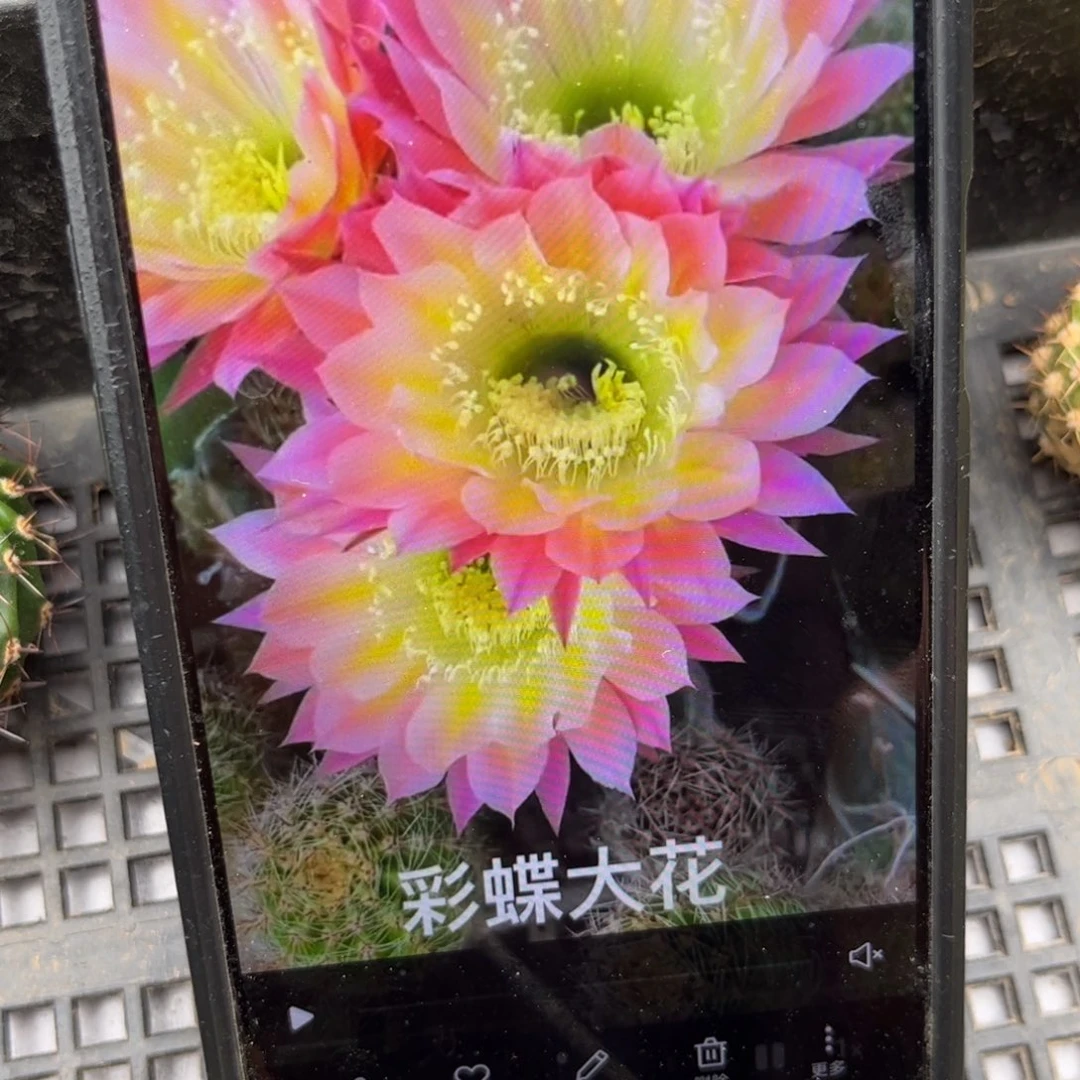 彩蝶彩侧呀20包邮仙人球35