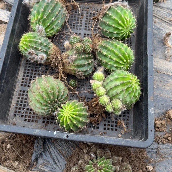 339彩草脱土斑一个掉侧牙无售后