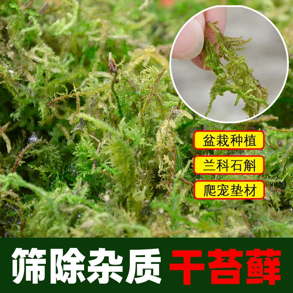水苔青苔干苔藓兰花蝴蝶兰石斛种植专用营养土植料乌龟冬眠水台