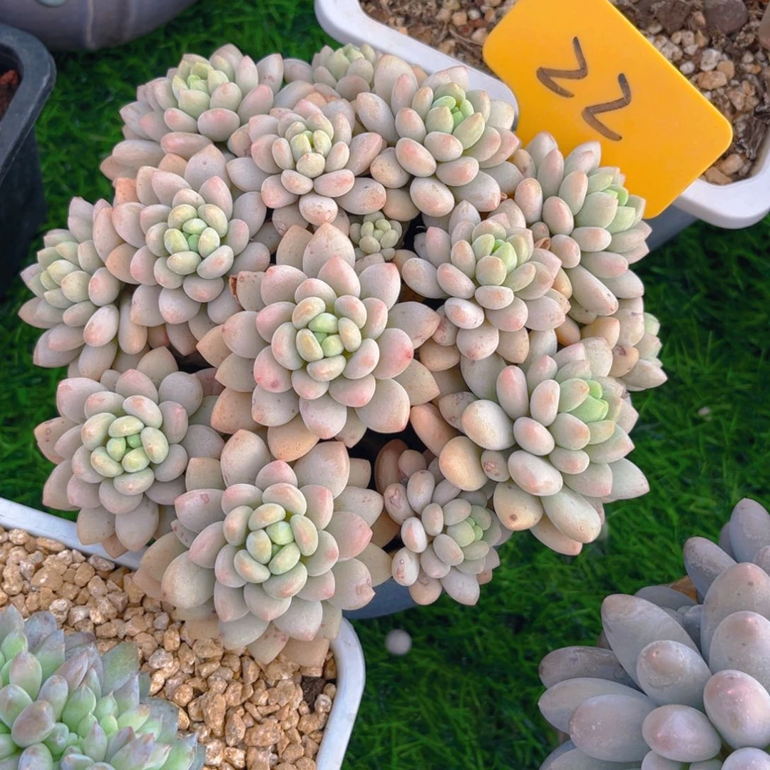 小***砖22dfghhhhhjjjj