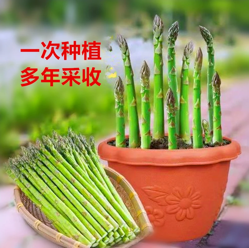 绿芦笋根苗紫色芦笋根苗四季种植蔬菜种苗阳台盆栽地栽多年生