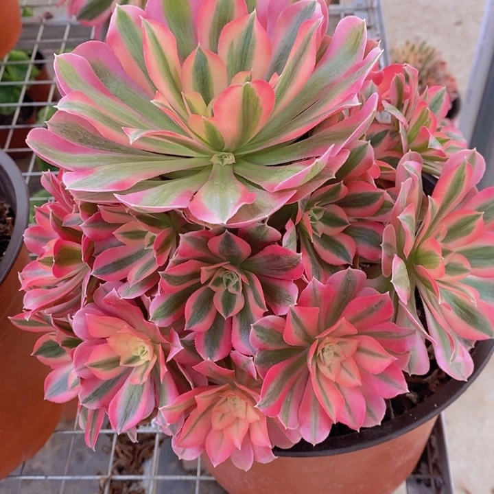 闪购法师1棵粉女巫