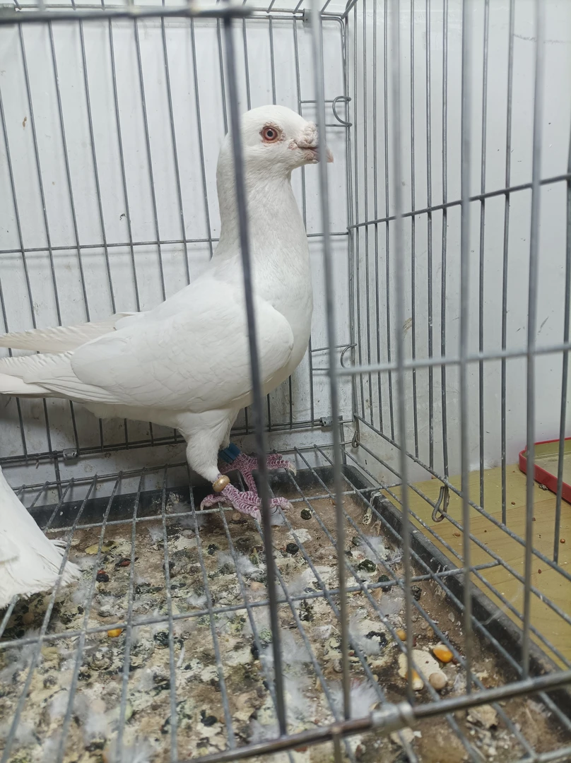 超级种鸽，保姆，异色鸽照片