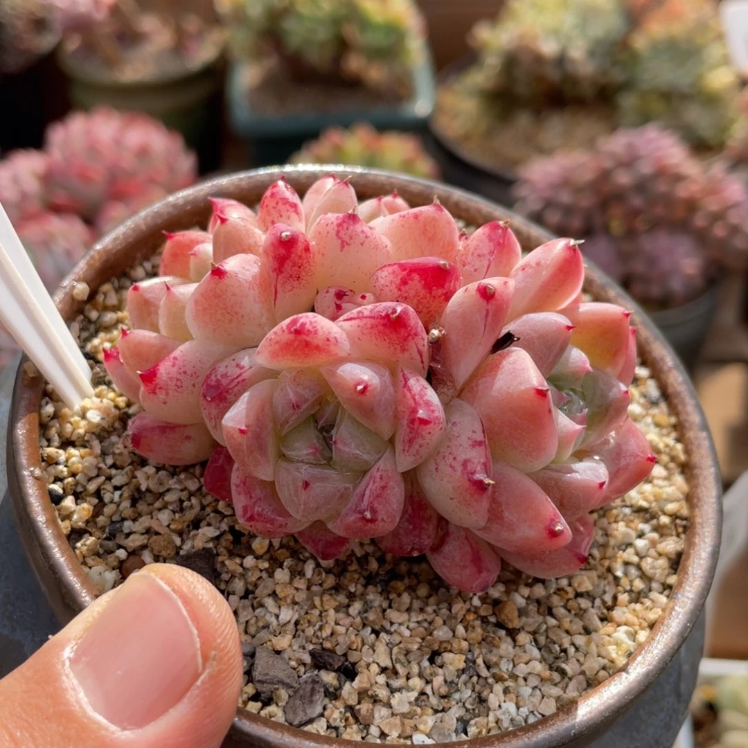 172阿尔巴佳人不带盆7厘米