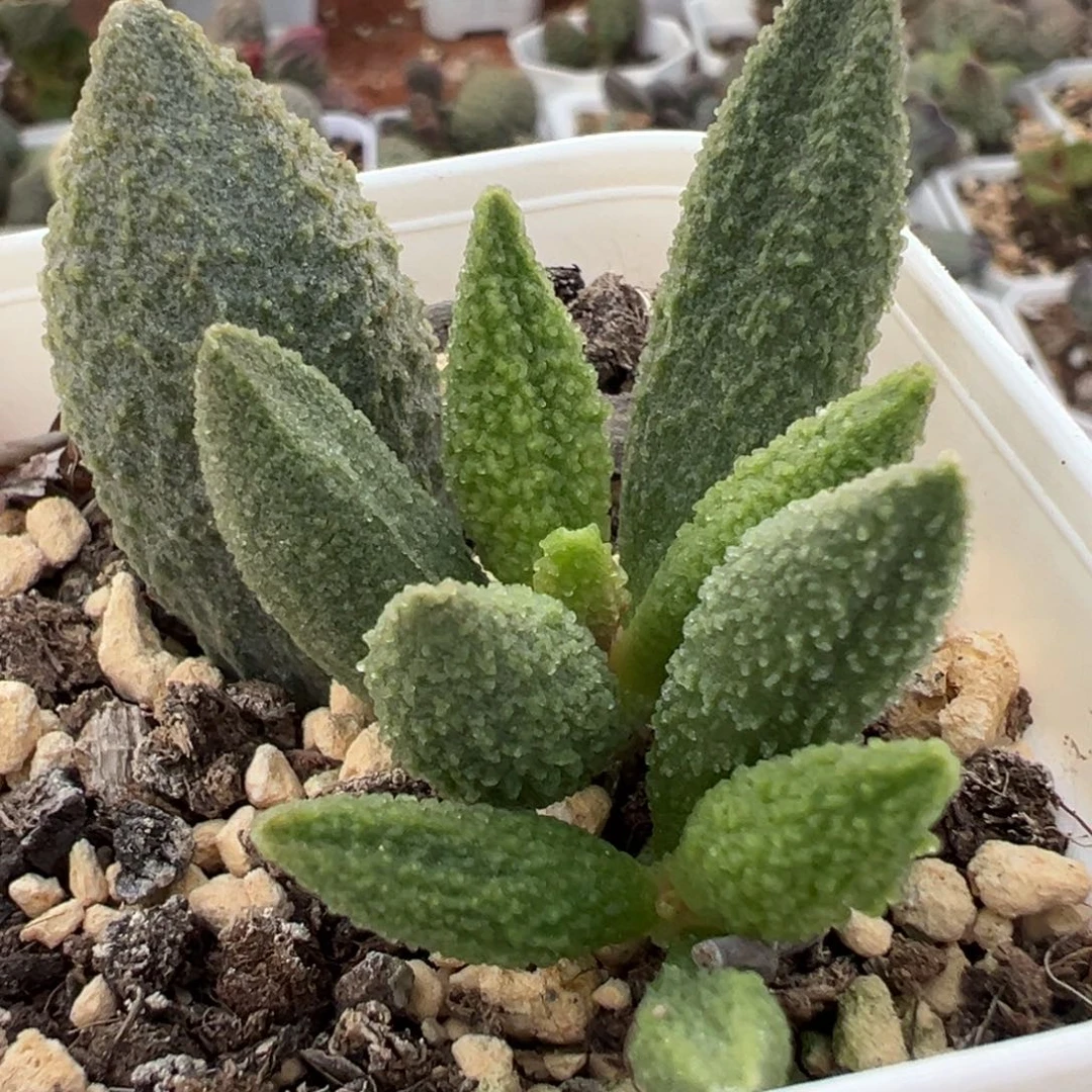 实生新品大苗多肉植物水泡